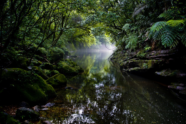Обои картинки фото природа, реки, озера, лес, река, джунгли