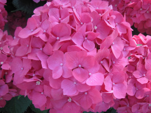 Картинка цветы гортензия розовый