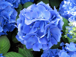 Картинка цветы гортензия синий