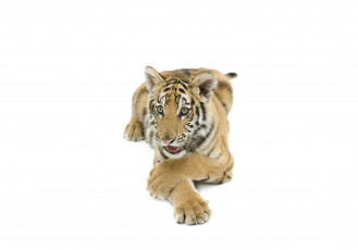 Картинка животные тигры тигр фон