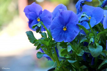обоя цветы, анютины глазки , садовые фиалки, синий