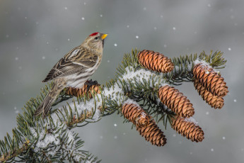 Картинка животные Чечётки птица чечетка шишки зима
