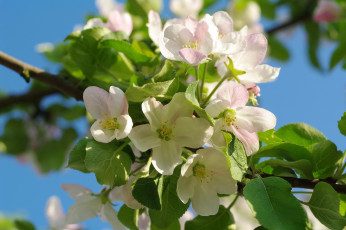 Картинка цветы цветущие+деревья+ +кустарники яблоня розовый весна макро ветки дерево