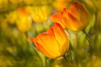 Картинка цветы тюльпаны бутоны боке макро
