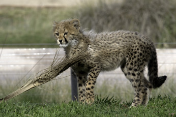 Картинка животные гепарды котенок
