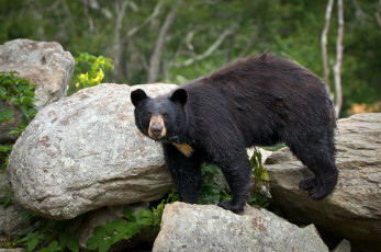 Картинка медведь животные медведи чёрный