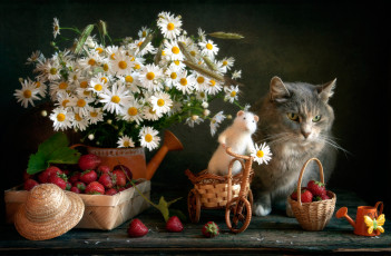 Картинка животные коты ягоды клубника цветы мышка ромашки игрушка кошка
