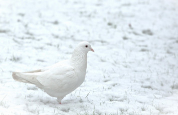 Картинка животные голуби голубь снег