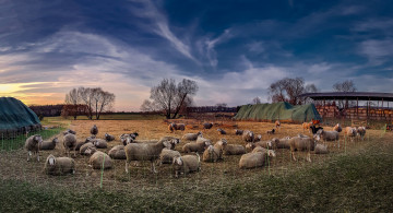 Картинка животные овцы +бараны загон