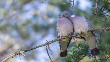 Картинка животные голуби вяхирь птицы парочка любовь ветка
