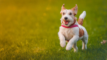 Картинка животные собаки джек-рассел-терьер собака прогулка радость настроение