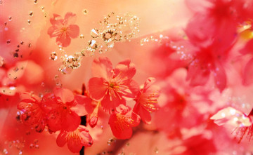 Картинка цветы сакура +вишня россыпь бриллианты весна цветение