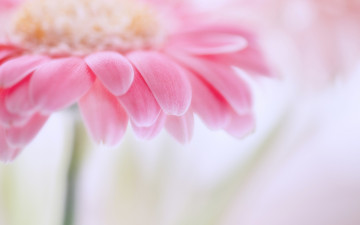 Картинка цветы герберы розовая гербера цветок