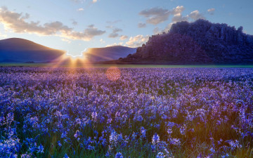 Картинка цветы луговые+ полевые +цветы айдахо прерия степь камассии рассвет восход