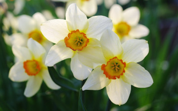 Картинка цветы нарциссы весна лепестки