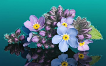 Картинка цветы незабудки бутончики отражение макро фон