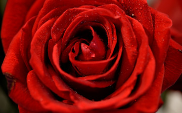 Картинка цветы розы красная роза бутон лепестки капли макро