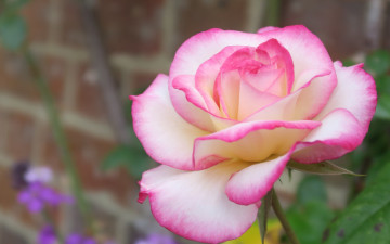 Картинка цветы розы роза бутон лепестки макро боке