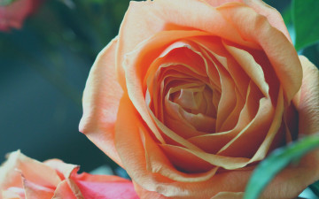 Картинка цветы розы роза бутон макро