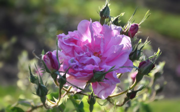 Картинка цветы розы роза лепестки бутоны