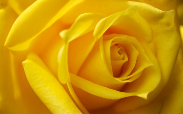 Картинка цветы розы жёлтая роза бутон макро