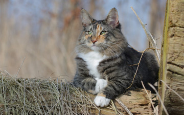 Картинка животные коты норвежская лесная кошка кот