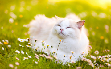Картинка животные коты рэгдолл кошка блаженство цветы маргаритки