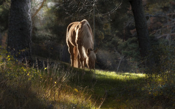 Картинка животные лошади фон лошадь