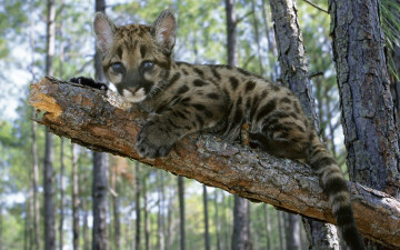 Картинка животные пумы дерево лес сук котенок детеныш