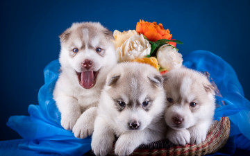 Картинка животные собаки щенки трио хаски корзина цветы