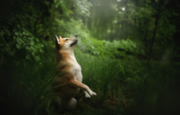 Картинка животные собаки собака взгляд друг природа