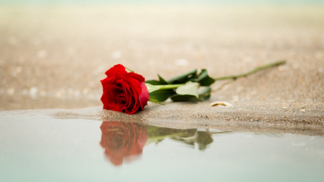 Обои картинки фото цветы, розы, песок, вода, одинокая