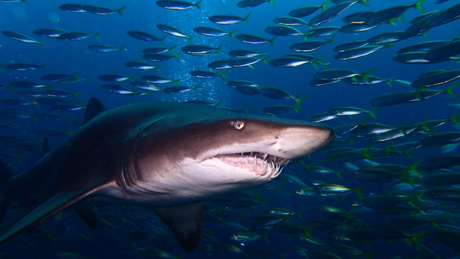 Обои картинки фото животные, акулы, челюсти