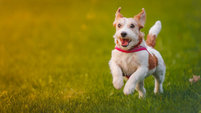 Обои картинки фото животные, собаки, джек-рассел-терьер, собака, прогулка, радость, настроение