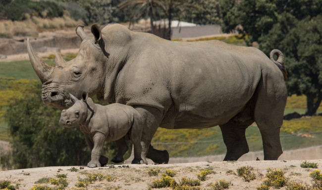 Обои картинки фото животные, носороги, семья