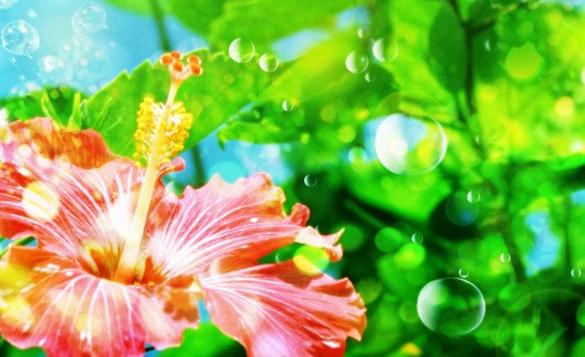 Обои картинки фото цветы, гибискусы, розовый, цветок, пузыри, зелень, листья
