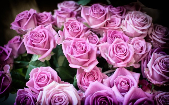 Обои картинки фото цветы, розы, бутоны, букет