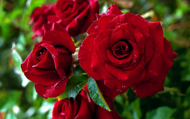 Обои картинки фото цветы, розы, капли, красный