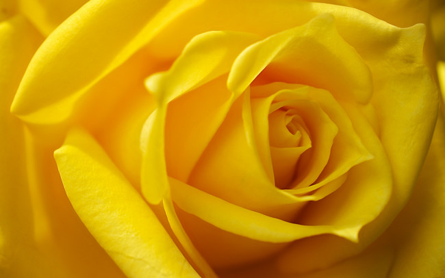 Обои картинки фото цветы, розы, жёлтая, роза, бутон, макро