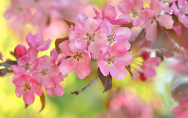 Обои картинки фото цветы, сакура,  вишня, вишня, ветка, цветение, цветки, макро, боке