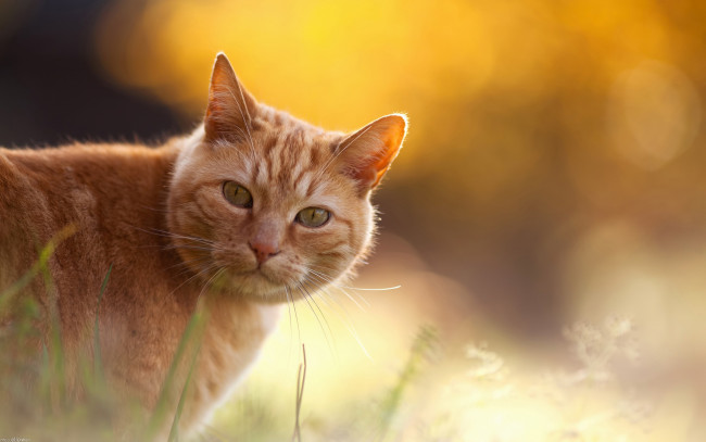 Обои картинки фото животные, коты, свет, трава, взгляд, рыжий, кот