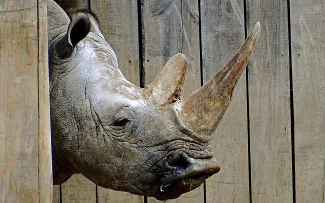 Обои картинки фото животные, носороги, носорог, забор, рог, голова