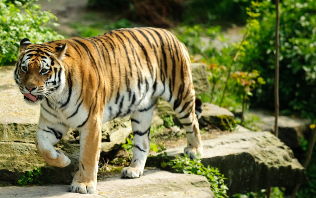Обои картинки фото животные, тигры, хищник, камни, язык, рыжий, тигр