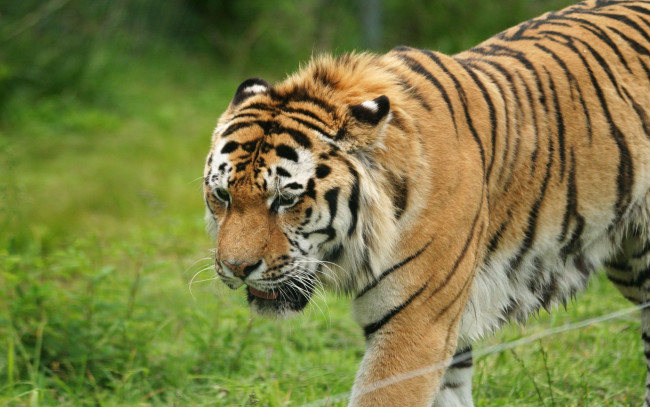 Обои картинки фото животные, тигры, зверь, хищник, рыжий, тигр, трава