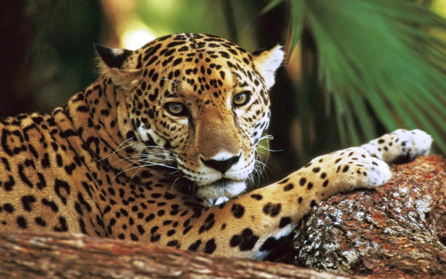 Обои картинки фото животные, Ягуары, ягуар, хищник, камни, пальма