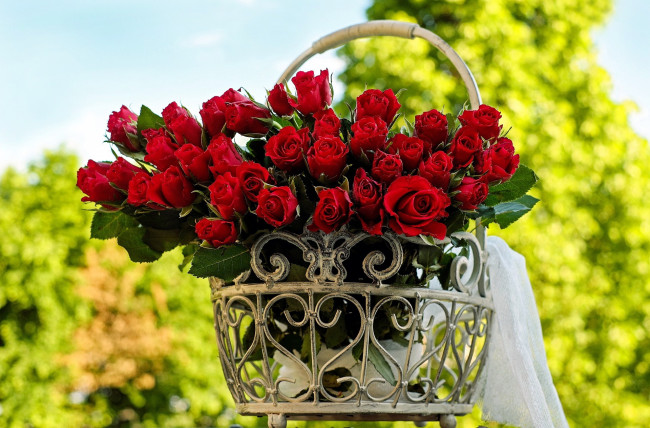 Обои картинки фото цветы, розы, красный, бутоны, много