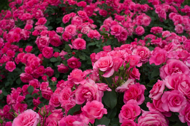 Обои картинки фото цветы, розы, розовые, кусты, много