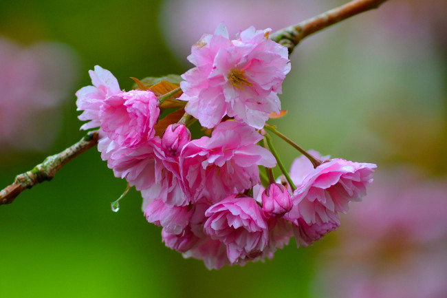 Обои картинки фото цветы, сакура,  вишня, вишня, ветка, цветки, цветение, макро, боке