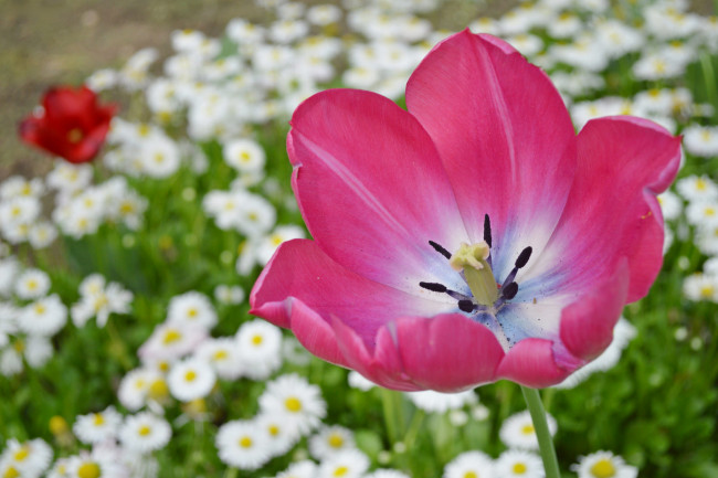 Обои картинки фото цветы, тюльпаны, тюльпан, бутон, лепестки, маргаритки, макро, боке