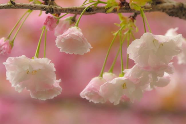 Обои картинки фото цветы, сакура,  вишня, вишня, ветка, цветки, цветение, макро